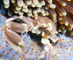 Anemone crab by Peter Foulds 